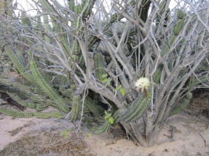 pitayan agria cactus