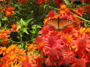 queen on flame vine, baja