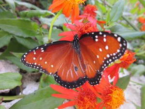 queen butterfly on Mexican flame vine