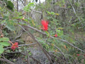 baja fairy duster aka tabardillo or cabello de angel