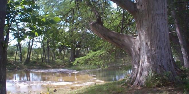 Bald cypress tree along the river at the Fisher Place--in a time of severe drought.