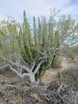 lomboy and pitaya dulce