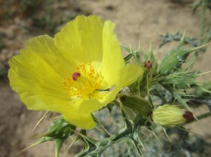 yellow prickly poppy
