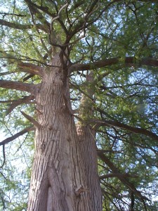 the top of Mother's cypress tree