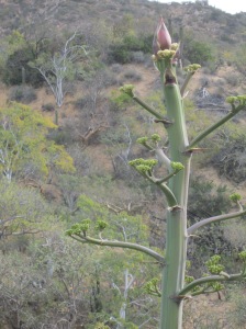 young agave stalk will soon bloom