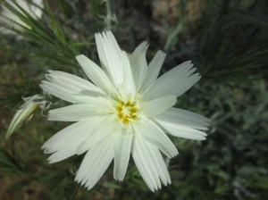 desert chicory, McDowell