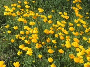 McDowell yellow poppies