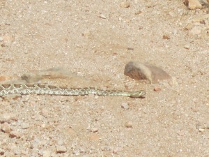 rattlesnake on trail