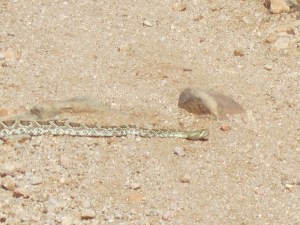 rattlesnake on trail