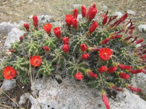 claret cup cactus