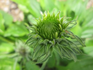 coneflower bloom to come