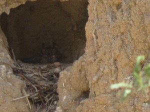 great horned owl nesting