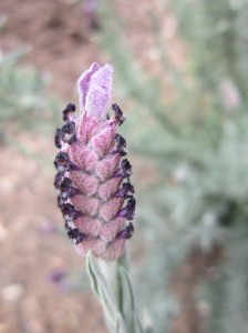 spanish lavender