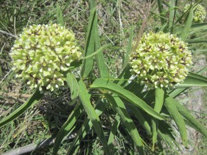 antelope horn milkweed