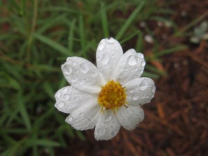 blackfoot daisy