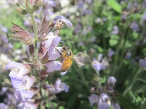 honeybee on sage