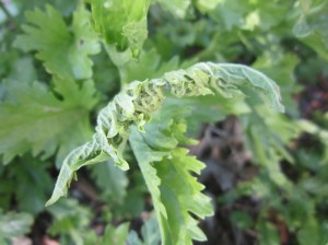 new leaves unfurling on gregg's mistflower