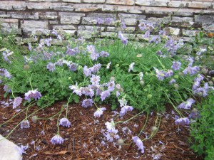 pincushion flowers beaten down by rain--they'll perk up