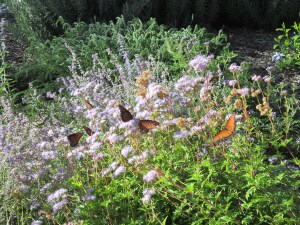 queens nectaring on gregg's mistflower