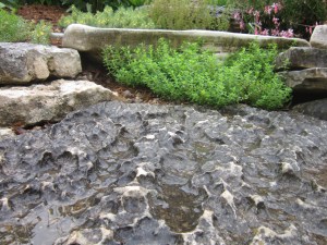 stepping stone with mother of thyme