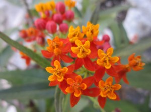 tropical milkweed
