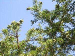 bald cypress conelets