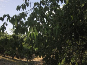 escarpment cherry tree