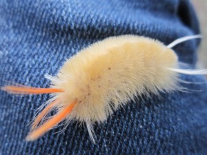 beautiful caterpillar