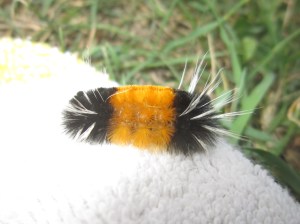 caterpillar on damp sock, steamboat springs