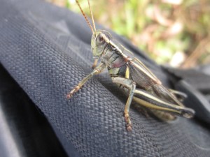 grasshopper on daypack North Fork of the Elk River