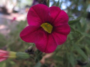 petunia at Freshies, Steamboat