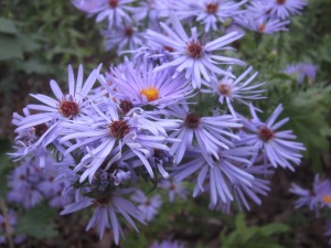 autumn asters