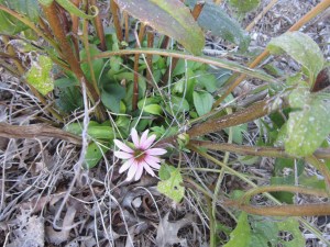 fall growth coneflowers