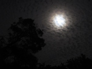fish scale clouds and moon