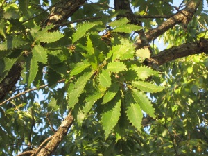 serrated leaves of chinkapin oak