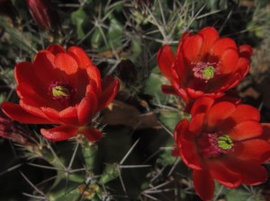 claret cup blooms