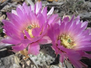 double lace hedge hog